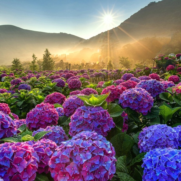 Meet your Posher, Alexis - Picture 1 of 1